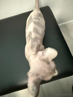 Don Sphynx - 6