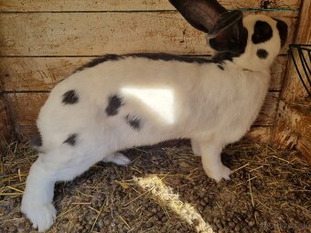 NOS .FRANCUZKY BARAN - 6