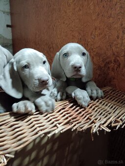 Weimarsky stavač - 6