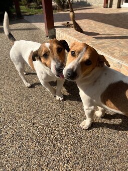 Tricolor Jack Rusell Terrier - 6