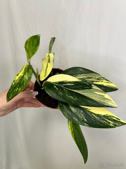 Monstera standleyana variegata - 6