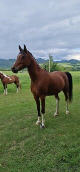 Krásna arabská kobylka na predaj - 6