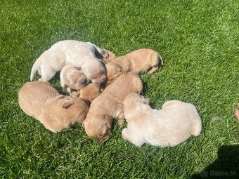 Zlatý Retriever - 6