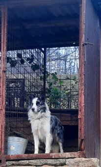 Border kolia-blue merle - 6