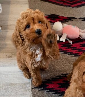 Pudel pudlik poodle - 6