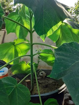 Cisarsky strom Paulownia a Aloe vera - 6