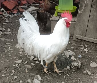 Leghorn - 6