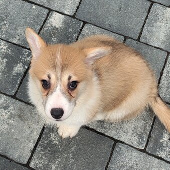 Welsh Corgi Pembroke - 6