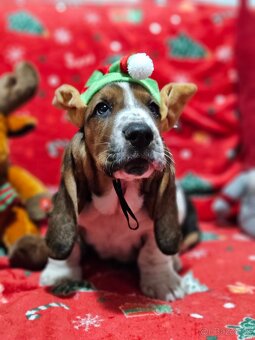 Basset hound , basset , baset - 6