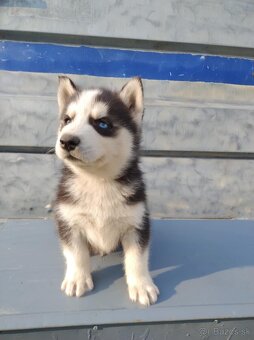 Šteniatka sibírsky husky - 6