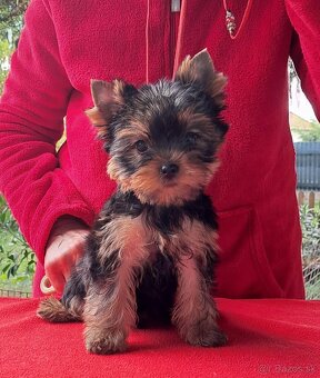 YORKSHIRE TERRIER - 6