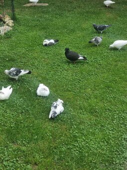 BIELE POŠTOVÉ HOLUBY - 6