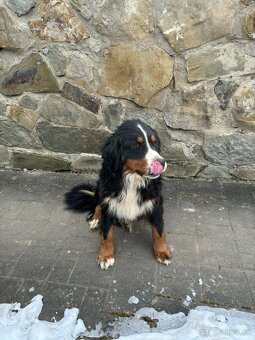 Bernský salašnícky pes - 6