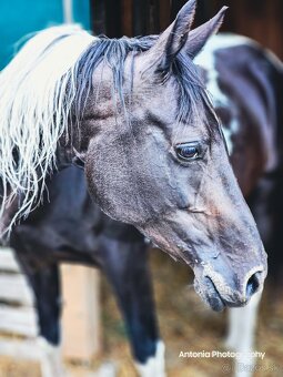 Výnimočná kobylka na predaj - 6