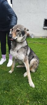 Československý vlčiak - 6