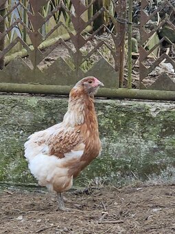 Predám nasadové vajíčka araucana - 6