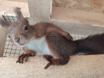 Veverička obyčajná Sciurus vulgaris - 6