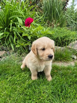 Zlaty retriever - 6