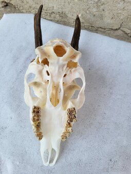 Úprava trofejí - 6