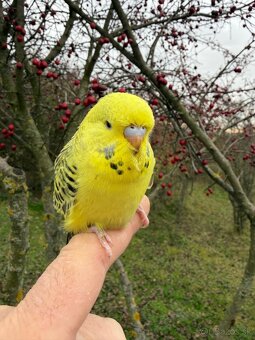 Andulka TCB mlada Maznačik - 6