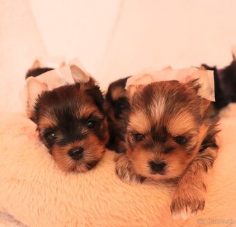 Yorkshire Terrier, York, Jork, Yorkshirsky teriér, šteniatka - 6