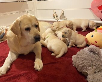 Labrador žlté šteniatka s PP - 6