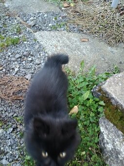 Chlpaté mačiatka - 6