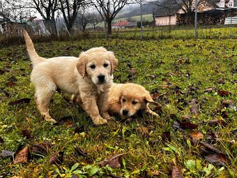 Zlatý retriver šteniatka - 6
