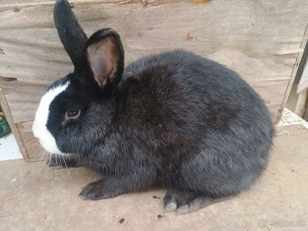 Predám králiky, zajace - 6