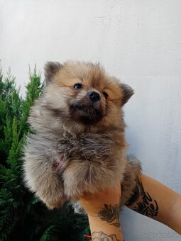 Oranžový špic - pomeranian - 6