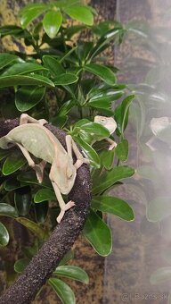 Chameleon - 6