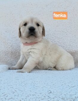 Predám Šteniatka Zlaty retriever-Golden retriever - 6