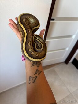 Python regius - 6