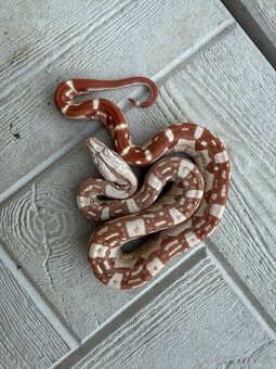 Veľhad kráľovský/Boa constrictor - 6