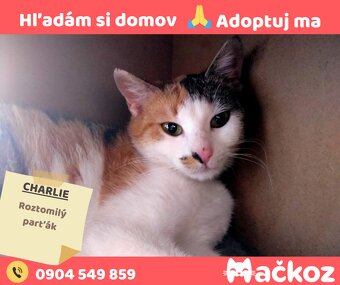 CHARLIE - Darujem mačku / Darujem mačičku - 6