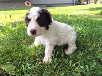 Lagotto romagnolo s PP (italský vodní pes) - 6