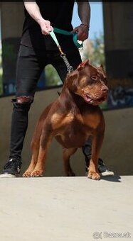 American Bully XL (Pitbull XXL) - 6