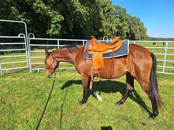 Quarter Horse 2,5 ročná kobylka - 6