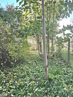 Pinky Real - Karpaty na dosah: Kúpte dom, vytvorte si život - 6