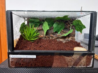 Regalis, vagans, geniculata, Metallica - 6