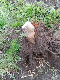 Semienka a podpniky Paulownie Shan Tong 100-kus - 6