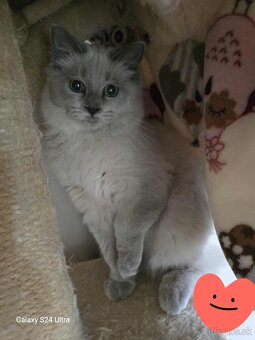 Ragdoll - 6