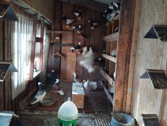 ANGLICKY.   PAVIK - 6