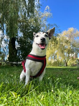 Stráženie psíkov P&M | Košice - 6