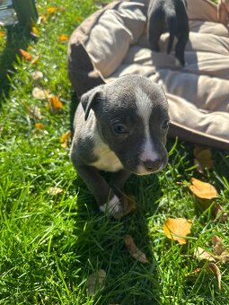 Šteniatka staforda - 6