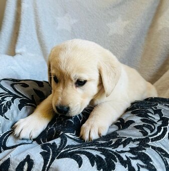 štěňata labrador a – připravena k odběru - 6