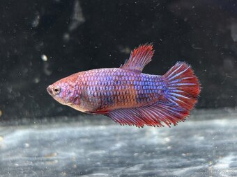 Bojovnica pestrá - betta splendens - 6