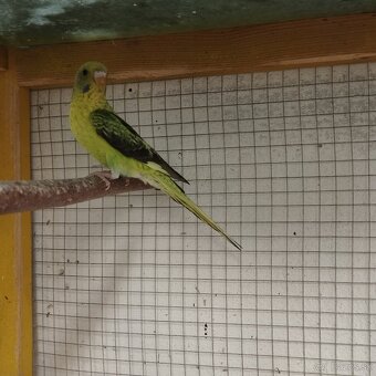 Andulky blackwing - 6