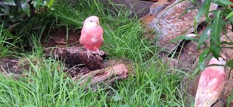 Neofema Bourkova Rubino - 6