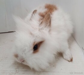 Zdrobnelý králik, zakrslý zajačik - 6
